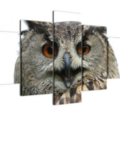 No Frame Wildlife Owl Animal Canvas Print Wall Art Home Decor Five Piece